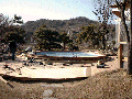 iris pool 60.gif